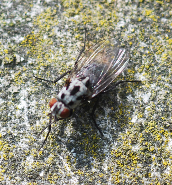 Anthomyia del gruppo pluvialis.